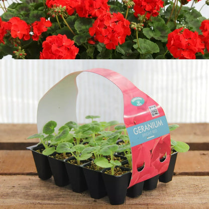 Plug Plants Geranium Bright Red - 20 Per Tray - Summer Flowering Plants