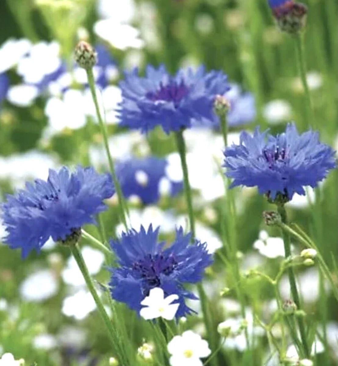 200 x Cornflower Blue Ball seeds.