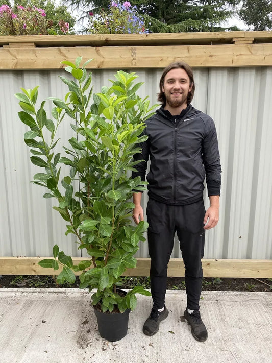10 x 5-6ft Potted Cherry Laurel Hedge Plants (Multi-Buy Offers Available)