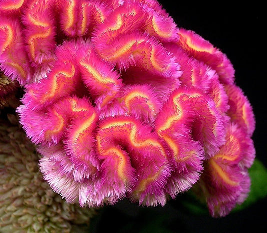 COCKSCOMB TALL MIX - 1000 SEEDS - Celosia a. cristata - For The Border Flower