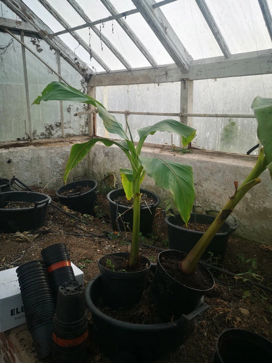 Musa Basjoo Japanese banana plant,3Lpot60-80cms tall,Gorgeous tropical foliage