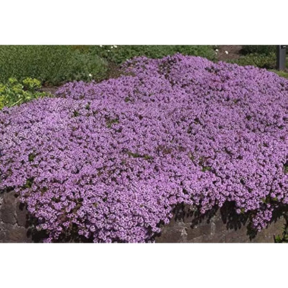 x3 Thyme Purple Creeping. Medium Plug Plants x 3. Herb. Ground Cover. Perennial!