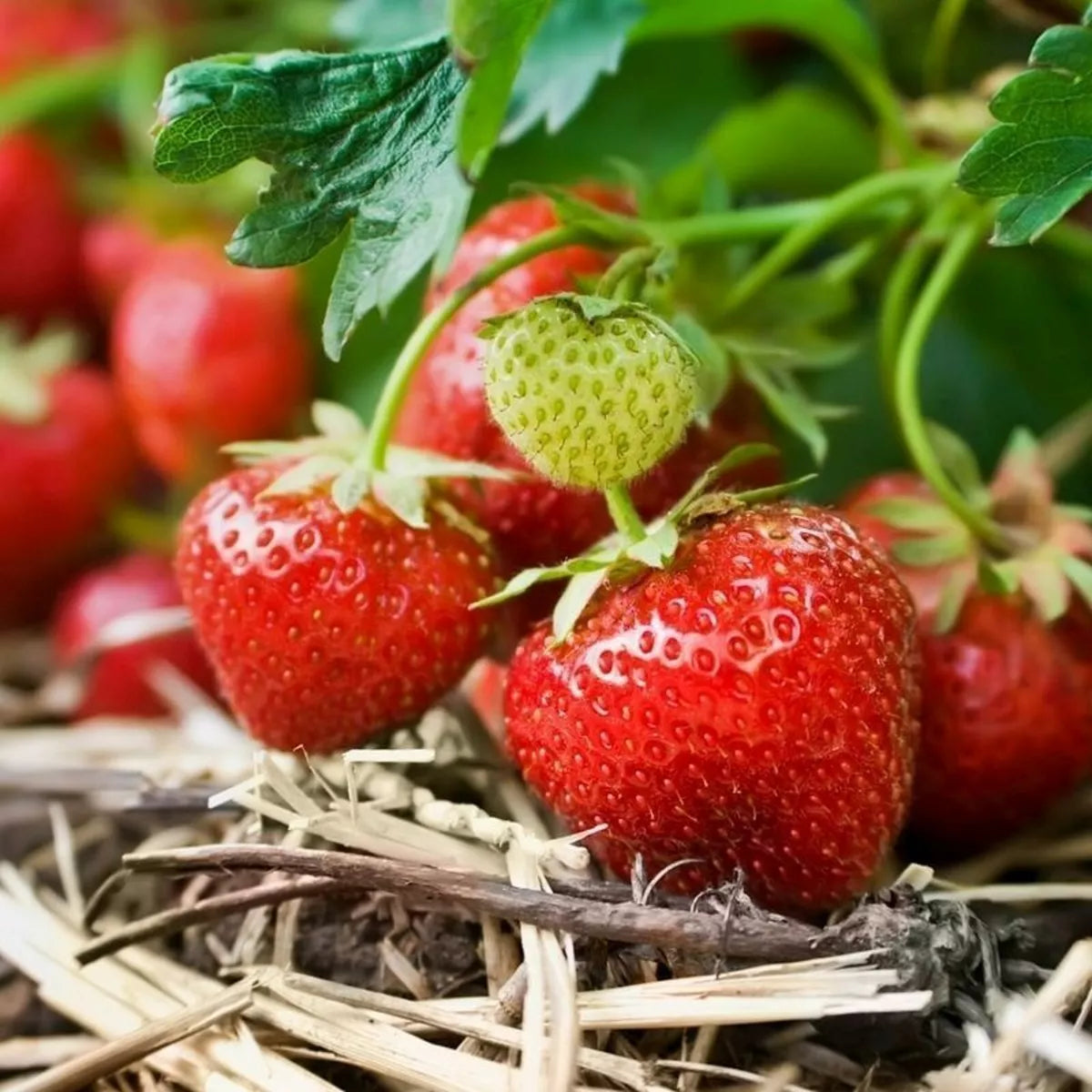 12 x Strawberry Cambridge Favourite Bare Roots - Grow Your Own Strawberries