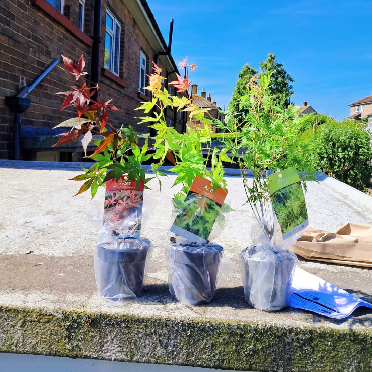 3 x Acer Plant Collection - 11cm Pots - Vars Like Atropurpureum - Orange Dream