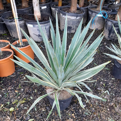 Yucca gloriosa 'Variegata' 75cm tall UK hardy evergreen 12L "Spanish dagger"