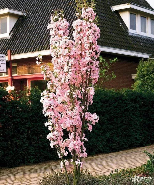 Japanese Amanogawa Pink Flowering Cherry 4ft, 3L Pot, Upright Prunus Serrulata