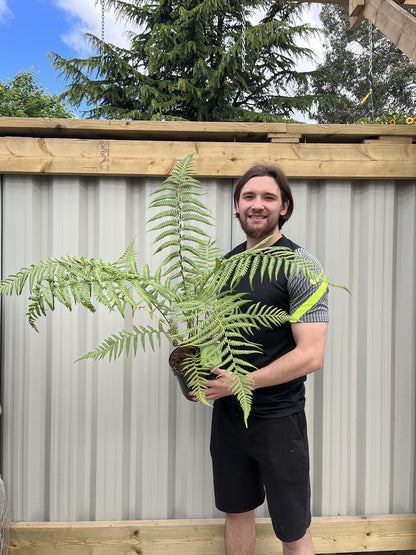 Dicksonia Antarctica | Tree Fern | 50-70cm Incl Pot Approx, Green