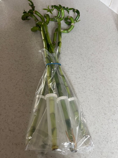 50cm Lucky Bamboo - 5 Spiral Stems - Indoor Plant Garden Windowsill Bowl