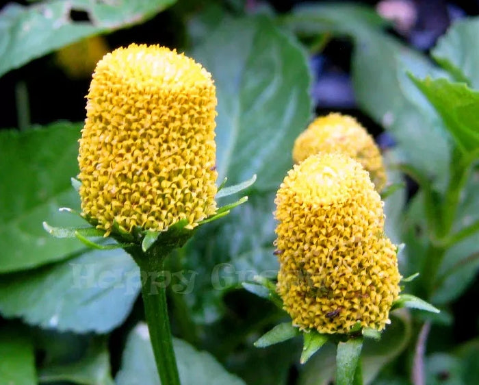 TOOTHACHE PLANT - 400 SEEDS - Spilanthes Oleracea - Perennial Flower Herb