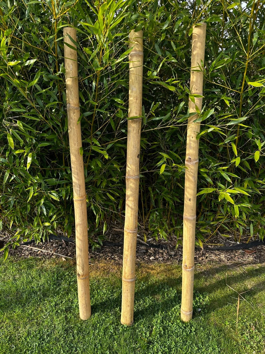Apus Natural Bamboo Pole 4-6 cm Diameter Short Lengths - Home Garden Decoration