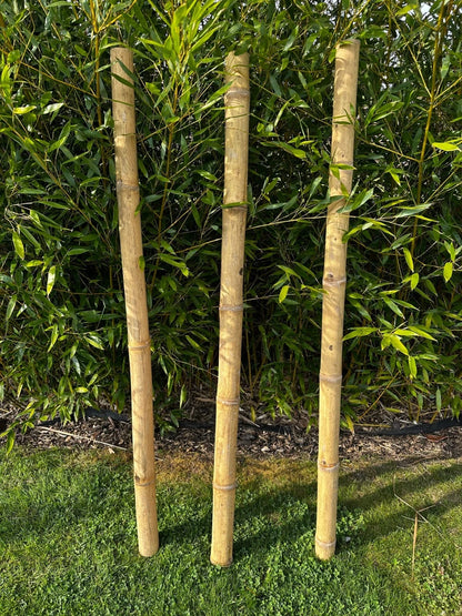 Apus Natural Bamboo Pole 4-6 cm Diameter Short Lengths - Home Garden Decoration