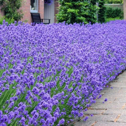 Lavender Munstead - 6 Top Quality 9cm Plants Ready to Plant Out