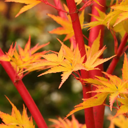 Acer palmatum 'Sango-Kaku' | Japanese Maple Deciduous Garden Plant Tree In Pot