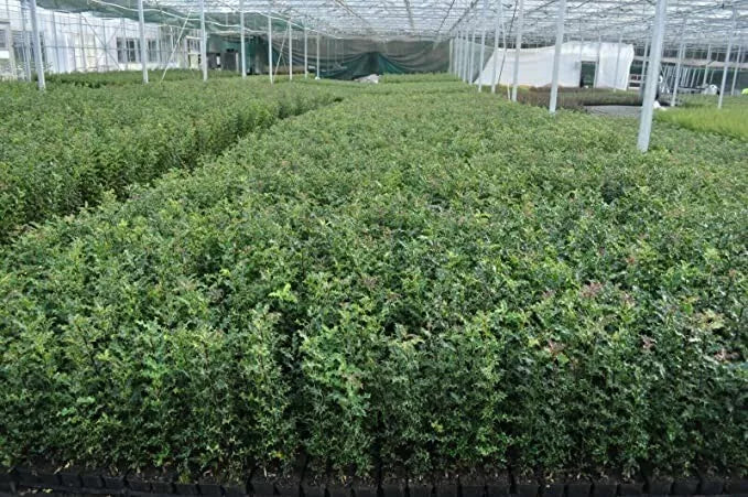 [x10] Holly Hedging Shrubs | 2-3ft Tall| 60-80cms | Ilex Aquifolium | Plant | P9