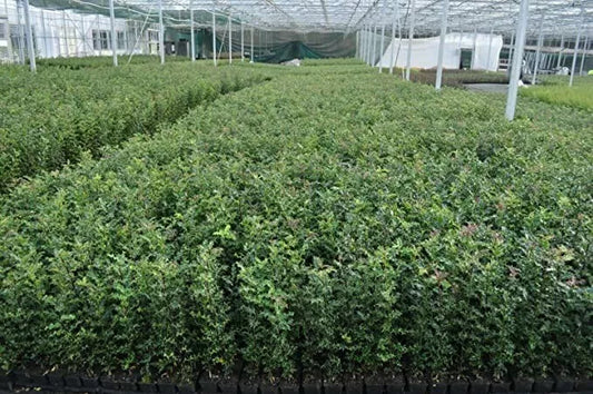 [x10] Holly Hedging Shrubs | 2-3ft Tall| 60-80cms | Ilex Aquifolium | Plant | P9