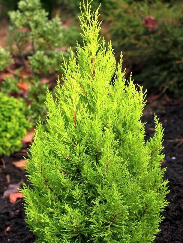 Pair Of Dwarf Conifer Cupressus 'Wilma' Goldcrest Lemon Cypress | Pot Plants