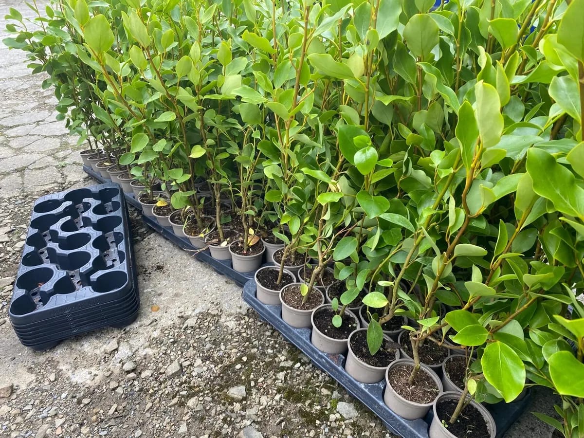 40-60cm Griselinia Littoralis Hedging Plants Evergreen Fast Growth 10cm Pots(Select quantity)
