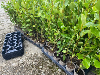 40-60cm Griselinia Littoralis Hedging Plants Evergreen Fast Growth 10cm Pots(Select quantity)