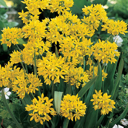 Summer Flowering Bulb Mixed Pack, 300 Bulbs, 7 Varieties for Summer Long Colour
