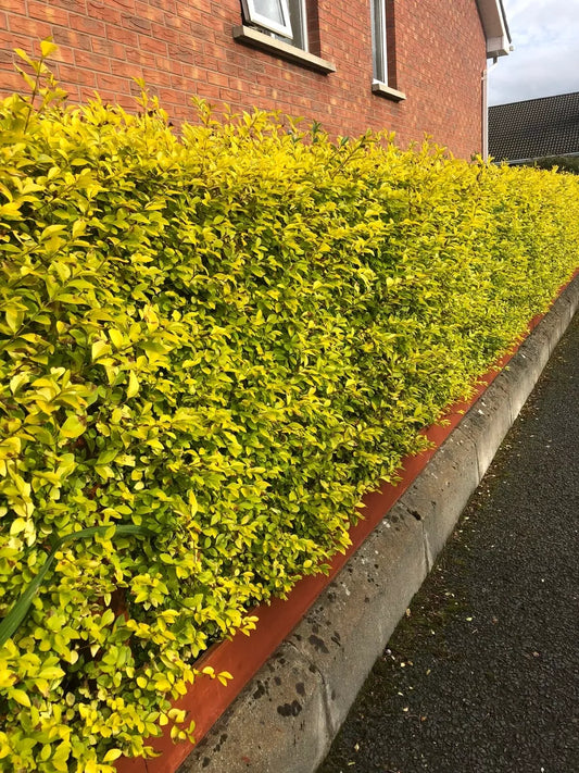 10 Golden Privet Evergreen Hedging Plants Fast Growing Shrubs 30-40cm Potted