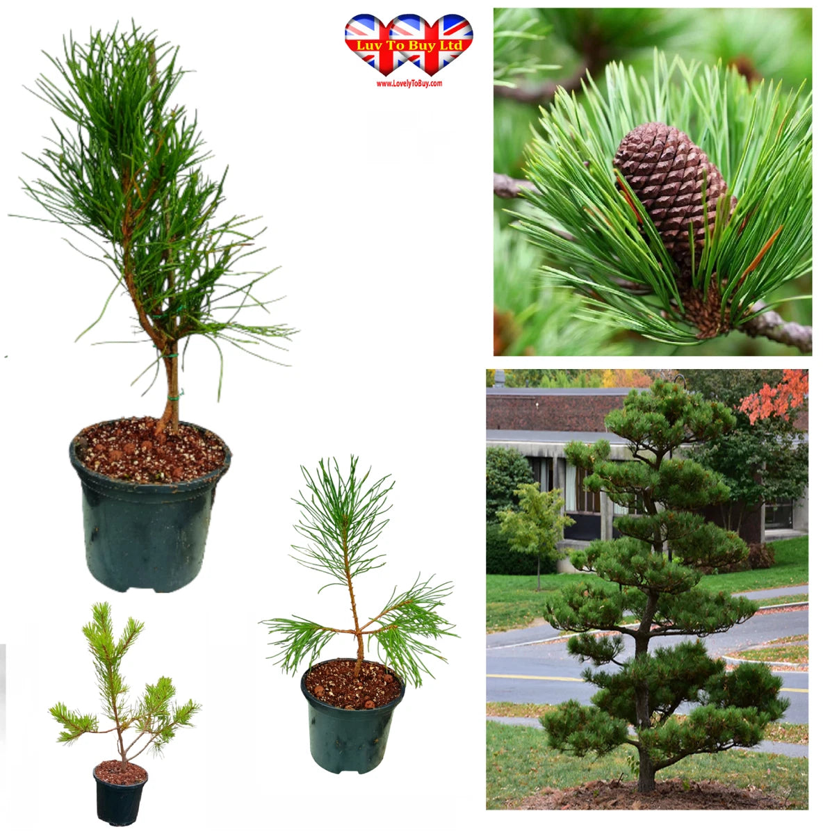 Japanese Black Pine,20–30cm Live Hardy Evergreen Tree,UK Grown,Garden&Decoration