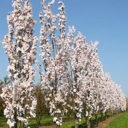 5-6ft Prunus 'Amanogawa' | Japanese Flowering Cherry | Ornamental Garden Tree 12L pot