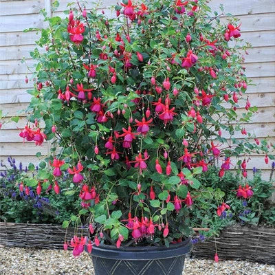 Fuchsia Hardy Climbing 'Pink Fizz' Summer Plug Plants Pack x6
