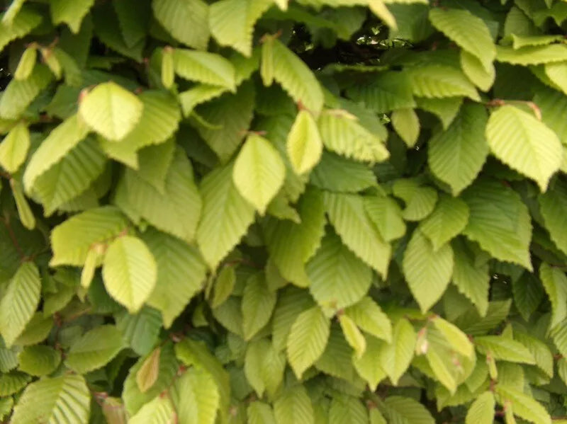 10x 1-2ft Hornbeam native semi-evergreen hedge plants bare root hedging good for damp soil