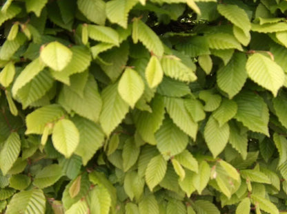 10x 1-2ft Hornbeam native semi-evergreen hedge plants bare root hedging good for damp soil