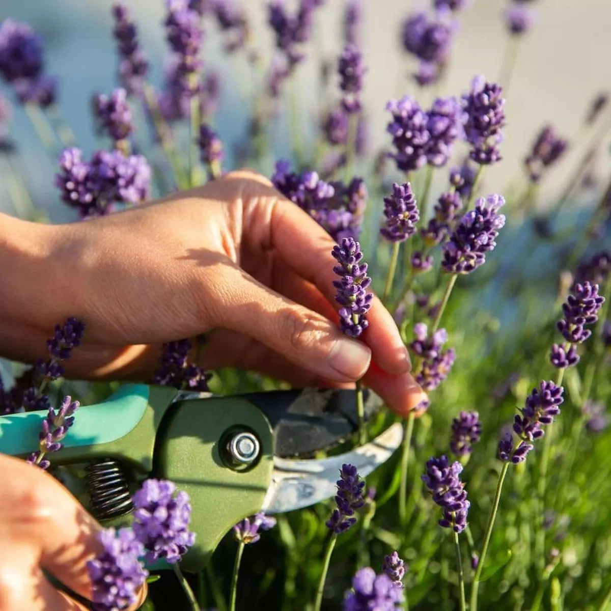 Lavender angustifolia Herb Plant in 14cm Pot - Lavandula English Lavender Bush