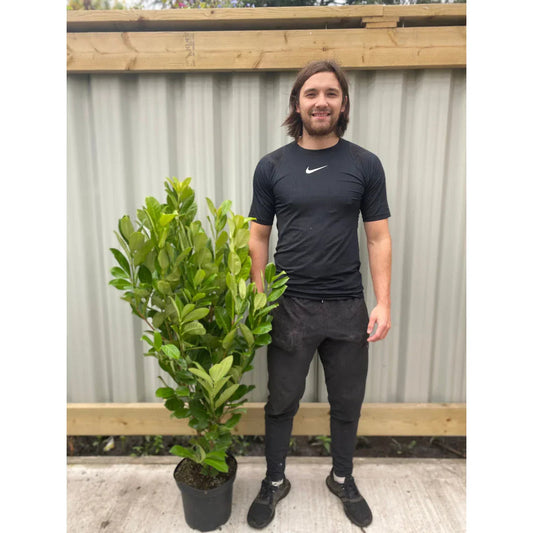 Prunus Cherry Laurel Hedging Plants 4ft+(4-5ft) Large Pack of 10 in 3 Litre Pots