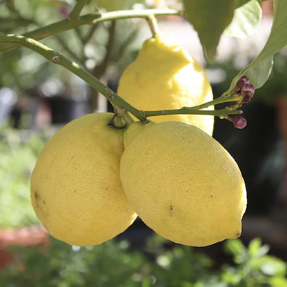 Citrus Lemon Tree, Approximately 80cm Tall in 4 Litre Pot, Citrus Fruit Tree