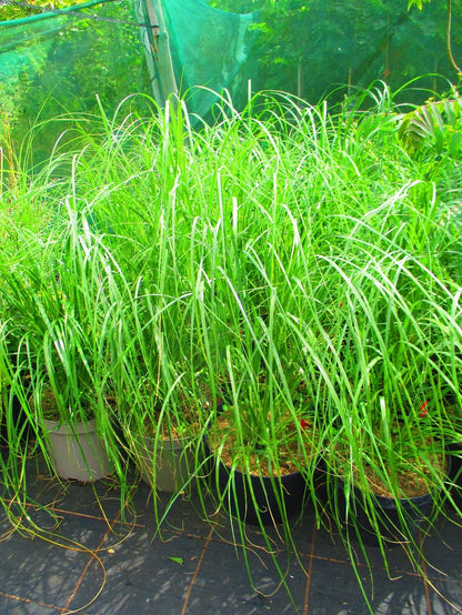 10litre size  3ft  (inc. pot) PINK Pampas Grass Cortederia