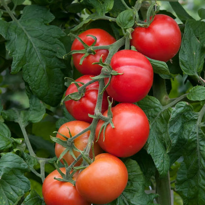 Tomato Plants Shirley F1 in 9cm Pots - Easy to Grow UK Grown Garden Ready Plants