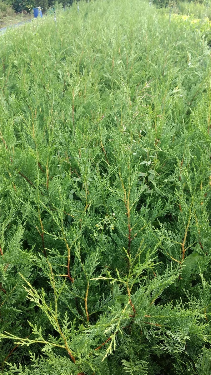 6X LEYLANDII CONIFER HEDGING GREEN CONIFER TREES PLANTS 2 LT POTS 70-90 CM TALL