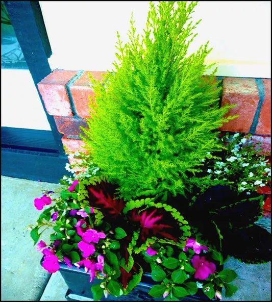 Pair Of Dwarf Conifer Cupressus 'Wilma' Goldcrest Lemon Cypress | Pot Plants