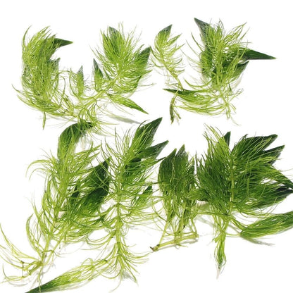 8x Ceratophyllum Demersum - Hornwort Live Aquarium Oxygenating Pond Plant