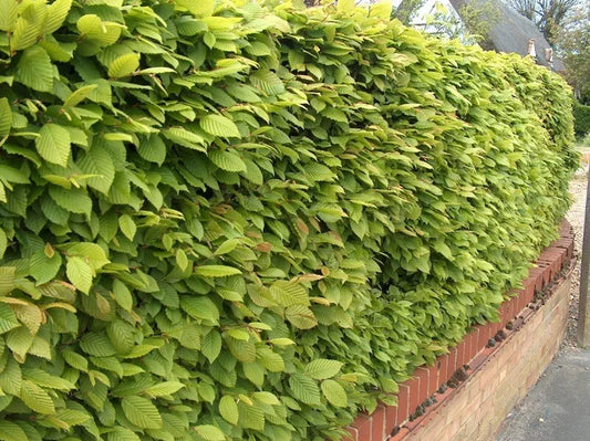 10x 1-2ft Hornbeam native semi-evergreen hedge plants bare root hedging good for damp soil