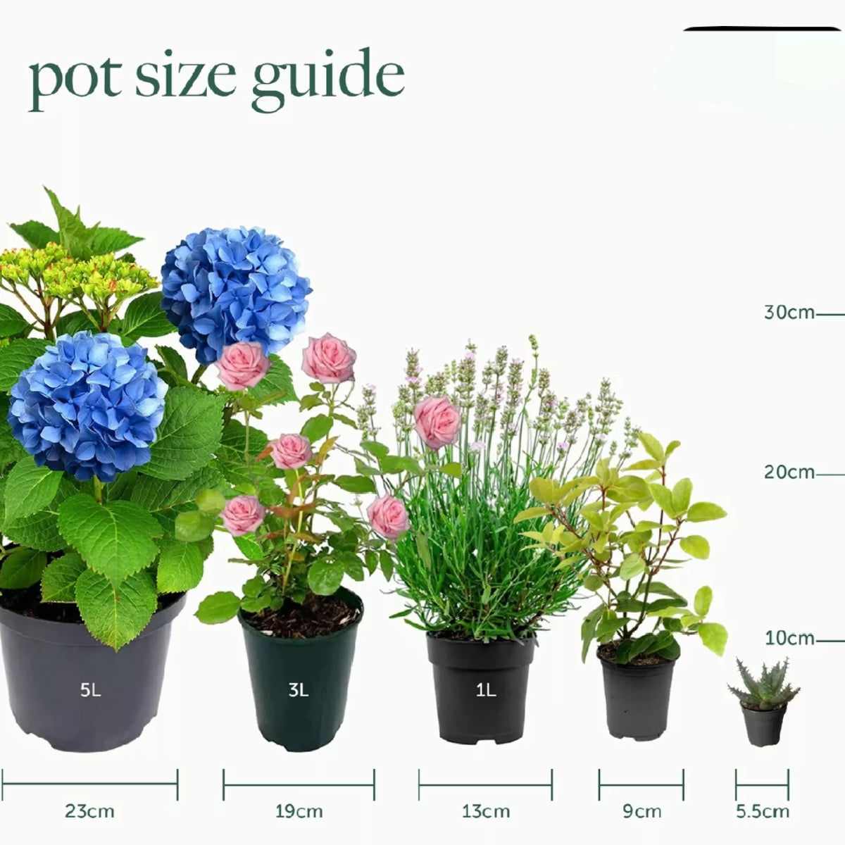 Tomato Plants Shirley F1 in 9cm Pots - Easy to Grow UK Grown Garden Ready Plants