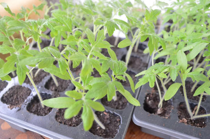 Cherry Tomato 'Rapunzel'. Plug Plant x 5. Grow your own tomatoes, super sweet