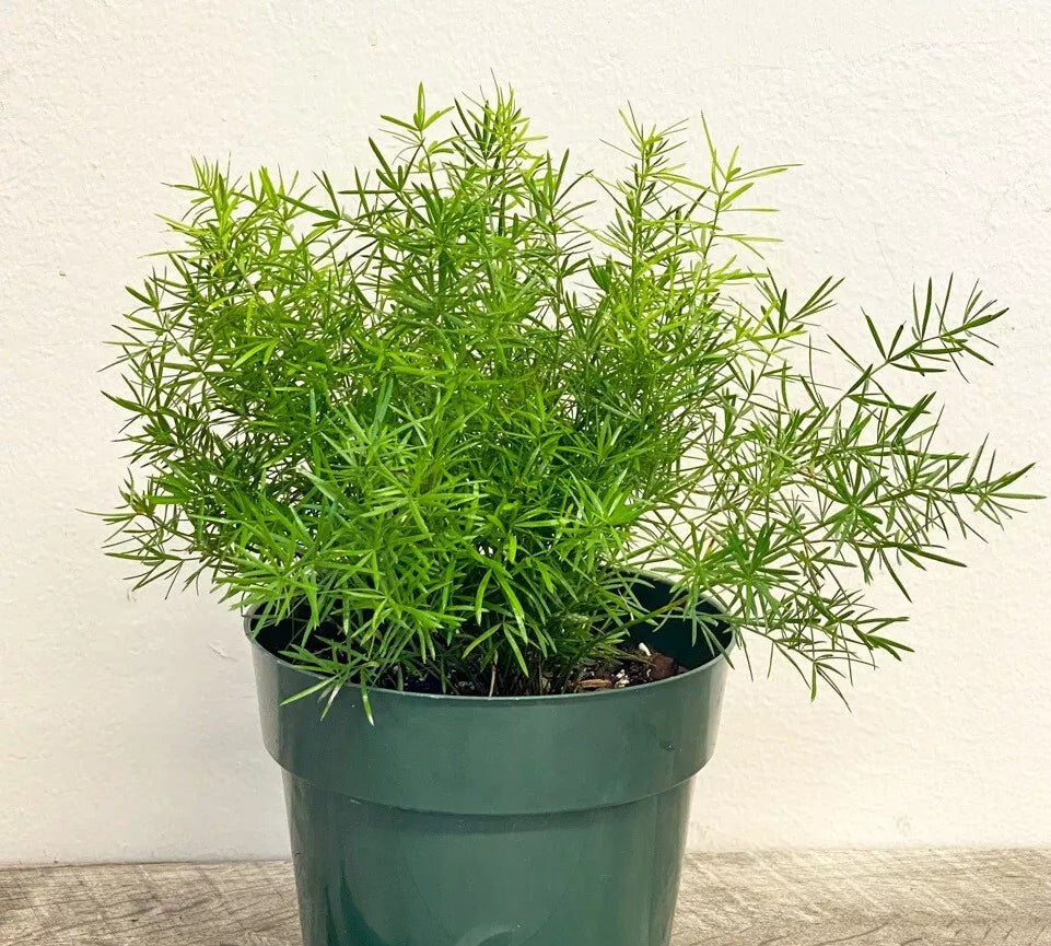 Foxtail Fern '"Asparagus Meyerii" | 15+ seeds | Houseplant