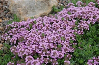 x3 Thyme Purple Creeping. Medium Plug Plants x 3. Herb. Ground Cover. Perennial!