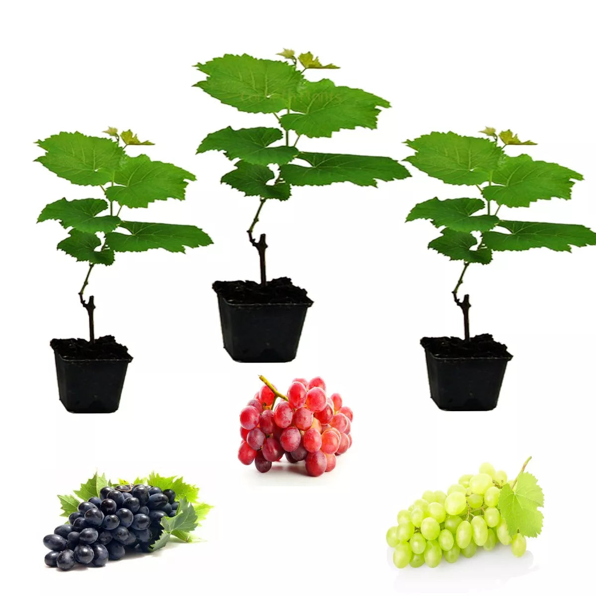 3 x Grape Vine Plants Mix - Grapes Like Bianca, Red Suffolk and Boskoop