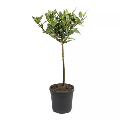 Bay Tree Standard Tree 70-80cm Tall - Edible Herb Tree for Patios and Gardens