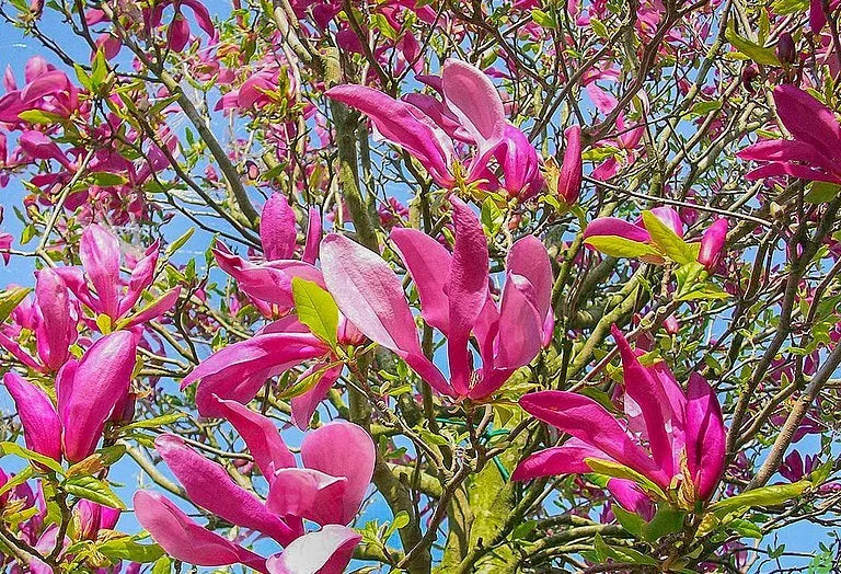1X 3-4FT LARGE MAGNOLIA SUSAN PLANT TREE - DEEP PINK FLOWERS - 3L