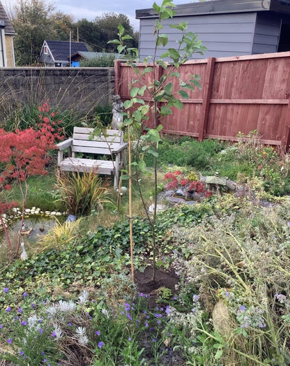 'Braeburn' Apple Tree 4-5ft Self-Fertile, Ready to Fruit, Crisp & Aromatic in a 6L