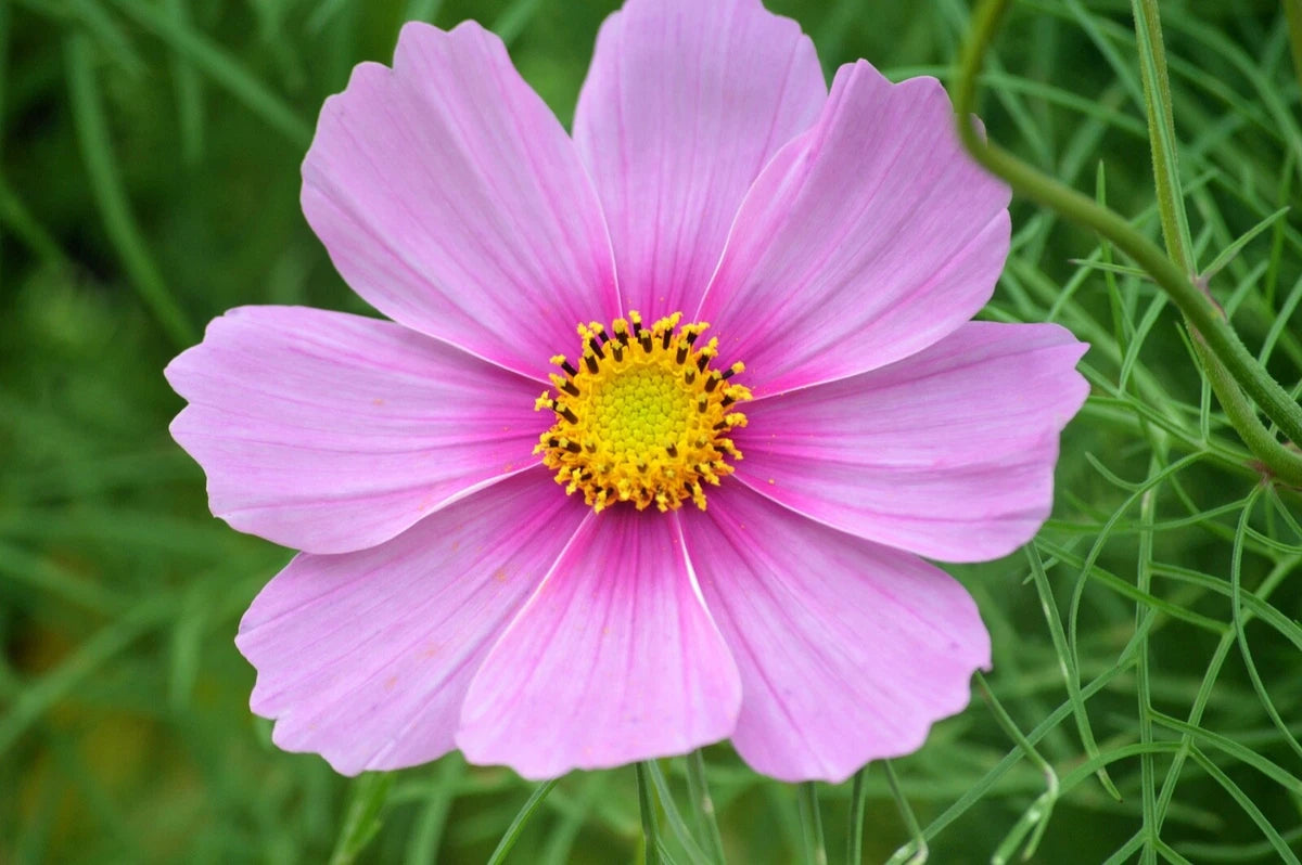 Cosmos Bipinnatus 'Sensation Mixed' Half-Hardy Annual, Superb Colour Wildflower 25g seeds