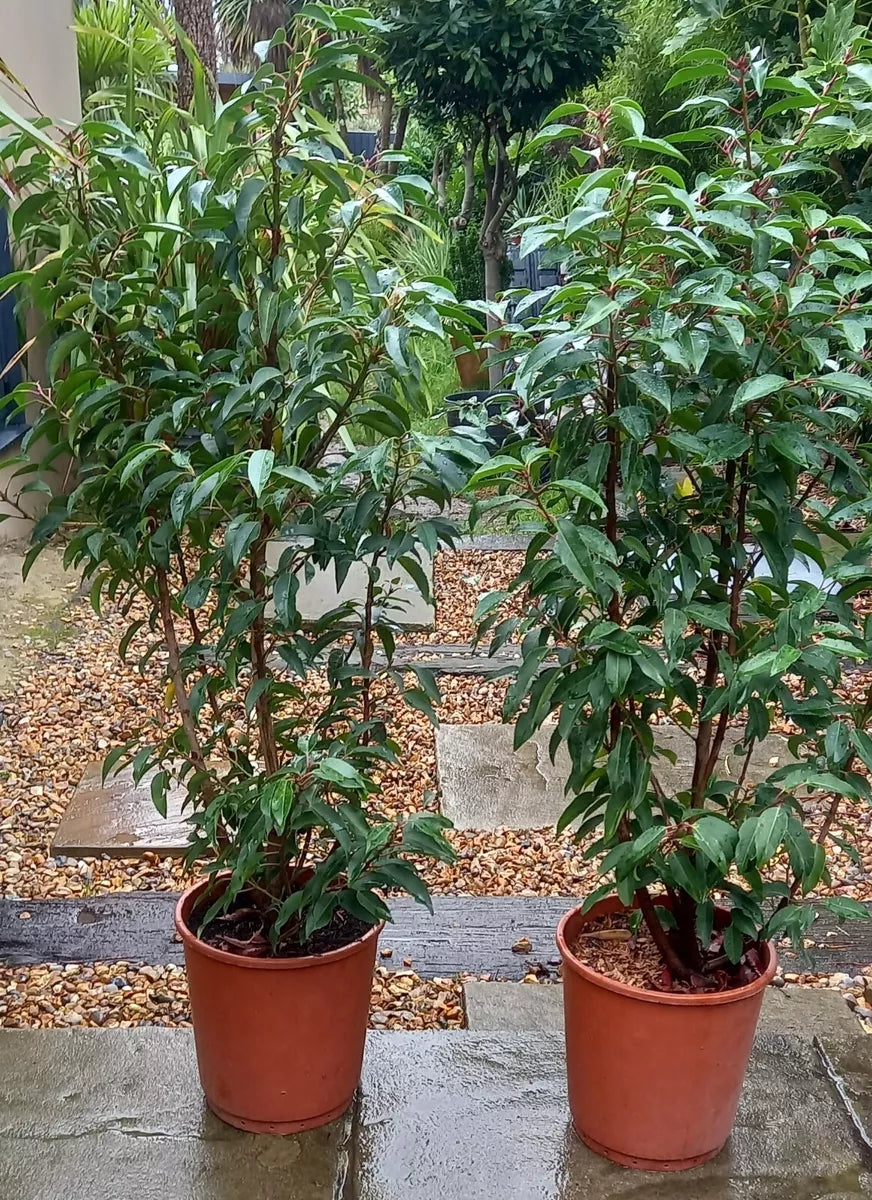 Portuguese Laurels x 1 Evergreen Shrubs Prunus Lustitanica both 4ft, In Pots.