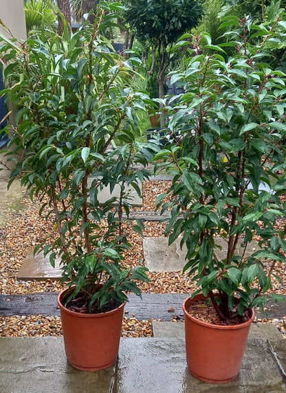 Portuguese Laurels x 1 Evergreen Shrubs Prunus Lustitanica both 4ft, In Pots.