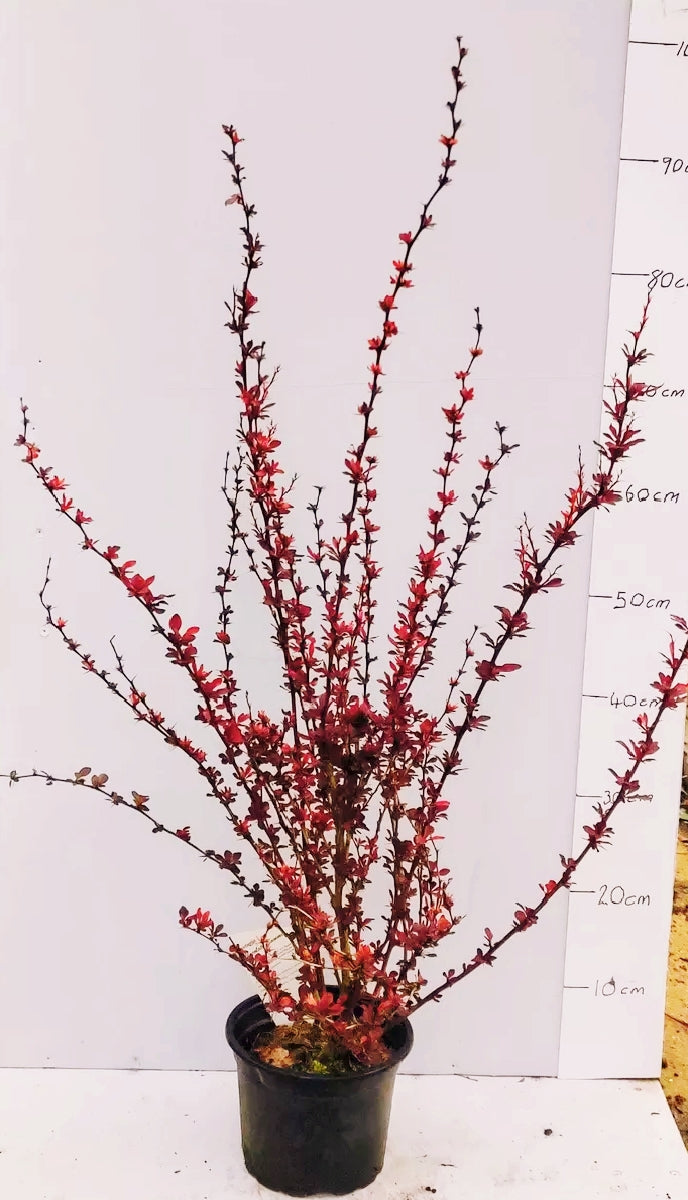 Garden Shrub Pack – 10 mature shrubs in 2-3 litre pots